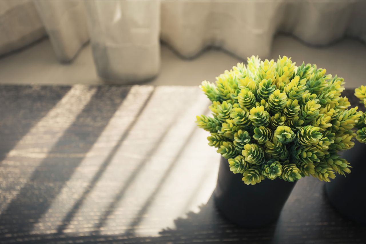 plant on wood desk