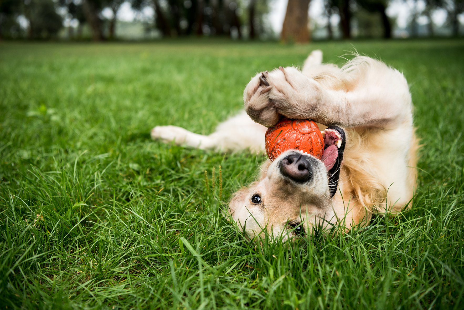 beautiful dog playing on grass